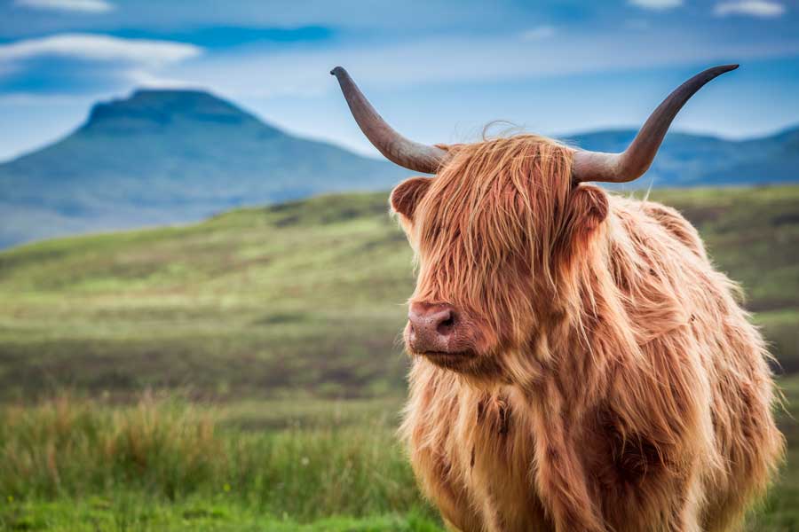 Hochlandkuh auf der Isle of Skye