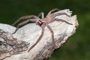 Huntsman-Spinne