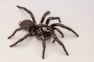 Sydney-Trichternetzspinne