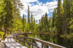 Wanderpfad im Pyhä-Luosto National Park - Finnland