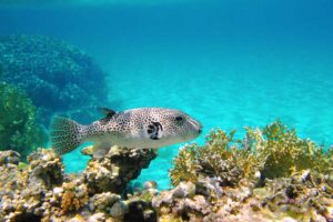 Weiß gefleckter giftiger Fisch - Kugelfisch