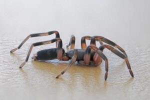 Weißschwanzspinne