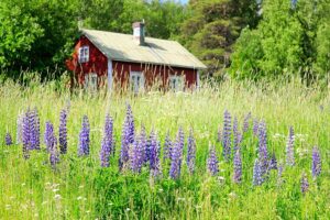 flora-finnland