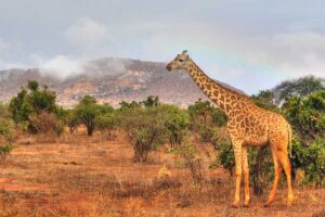 giraffe-safari