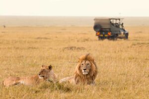 safari-loewen