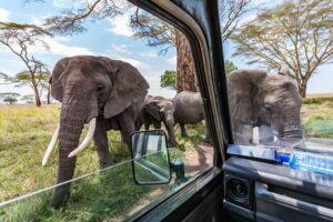 safari-ostafrika