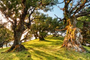 Laurisilva-Wald-Madeira