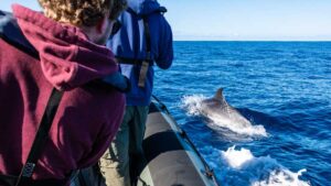 delfinwatching-madeira