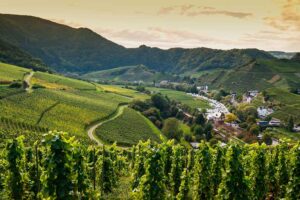 weinanbaugebiet-ahr