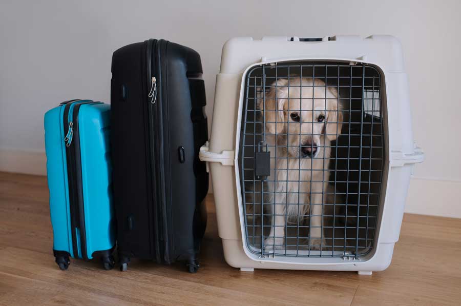 fliegen-mit-hund-box