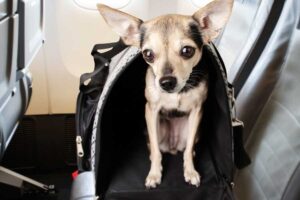 hund-im-flieger