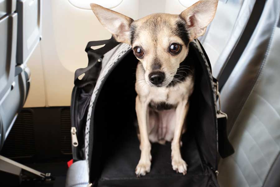 hund-im-flieger