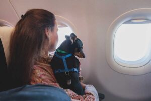 mit-hund-im-flugzeug