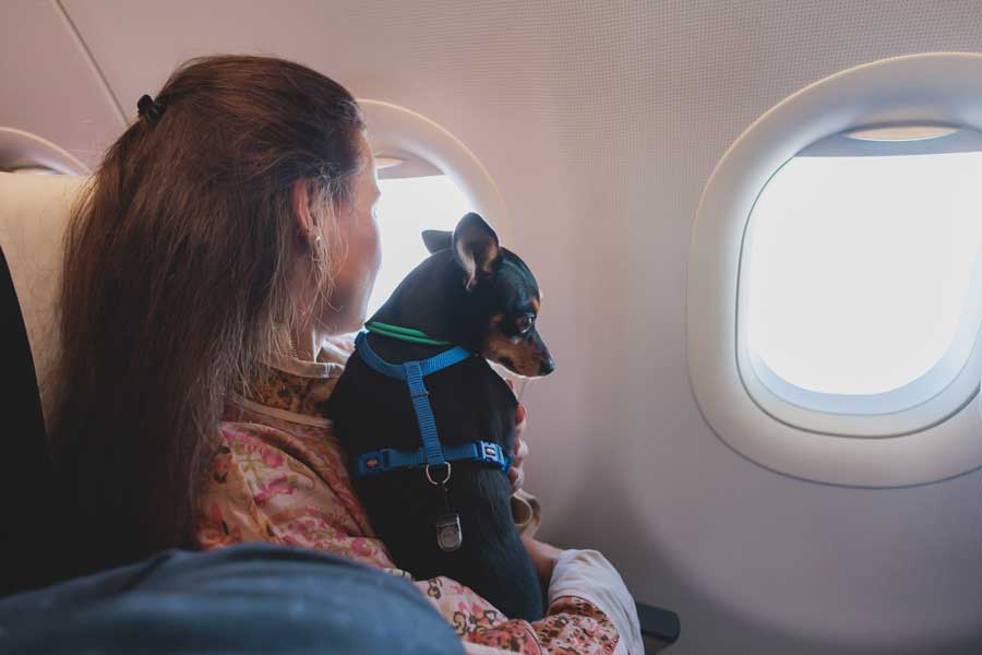 mit-hund-im-flugzeug
