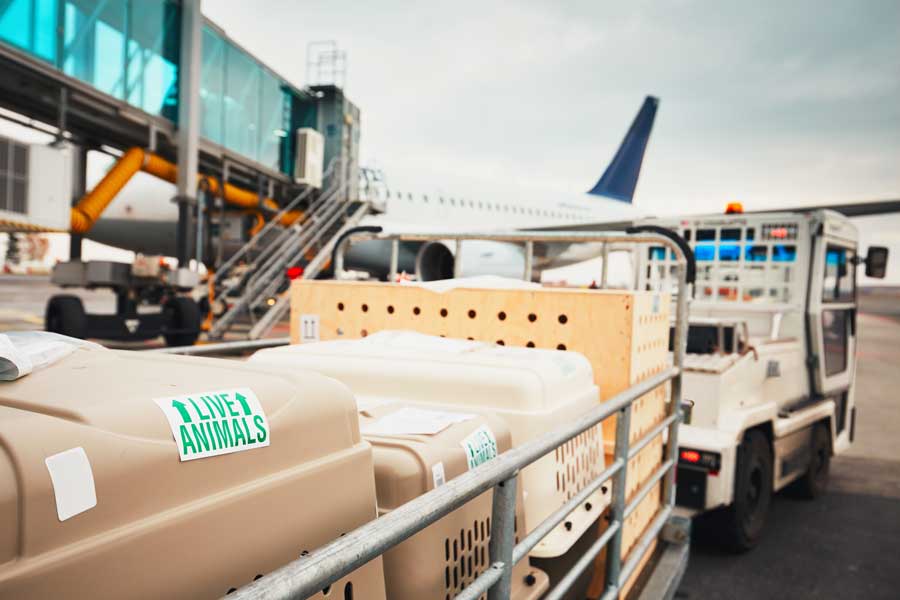 tiertransport-flugzeug
