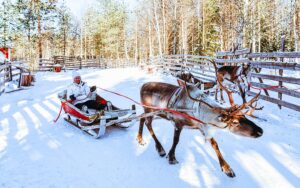 rentierschlitten in Rovaniemi