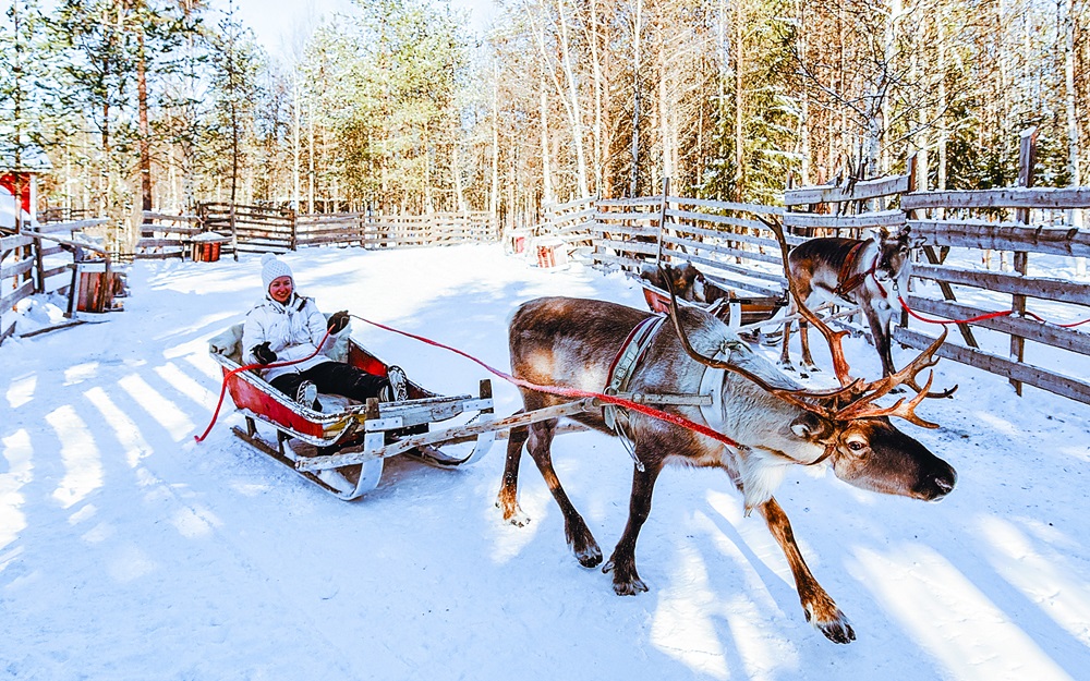 rentierschlitten in Rovaniemi