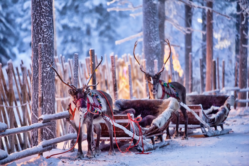 Rovaniemi rentiere