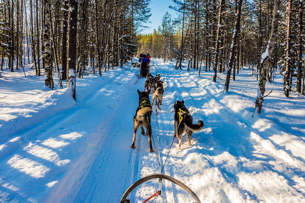 hundeschlitten in Rovaniemi