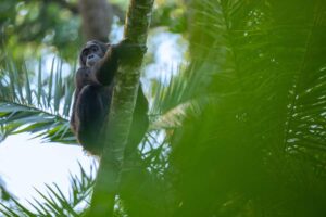 Kibale Forest