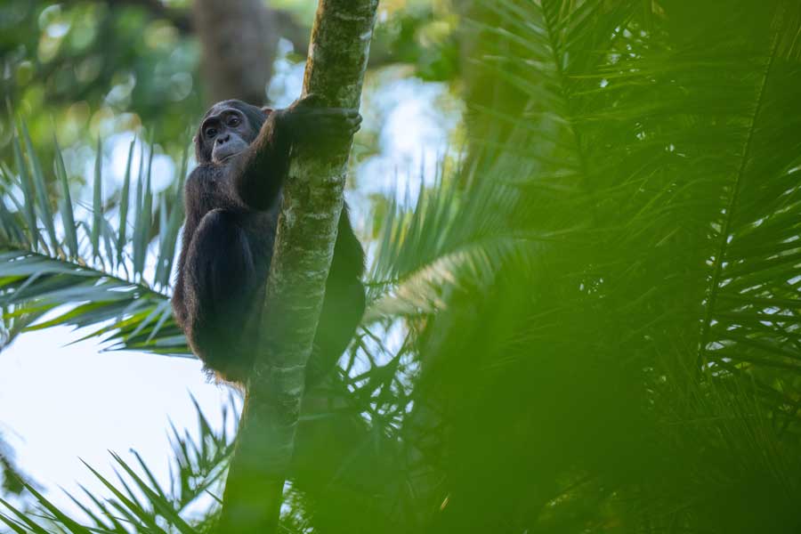 Kibale Forest
