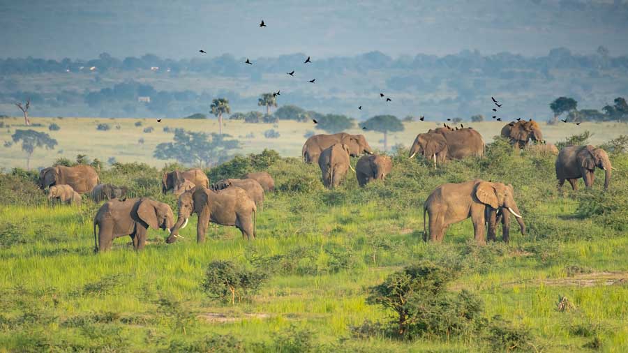Queen-Elizabeth-Nationalpark