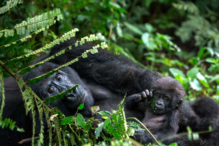 berggorillas-uganda