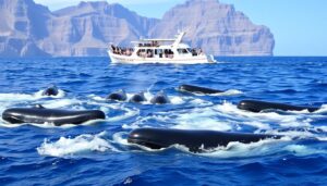 Grindwale vor der Küste Teneriffas - Lastminute Deal Teneriffa