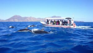 Walbeobachtung vor der Küste Teneriffas - Lastminute Deal Teneriffa