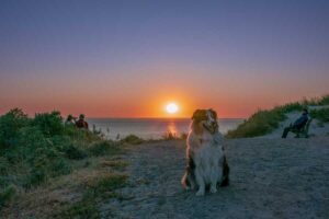hundestrand-holland-sonnenuntergang