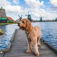 mit-hund-in-holland