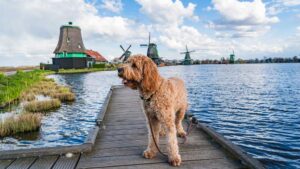 mit-hund-in-holland