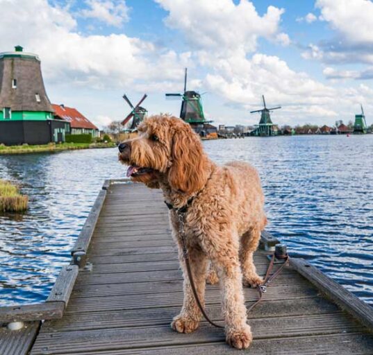 mit-hund-in-holland