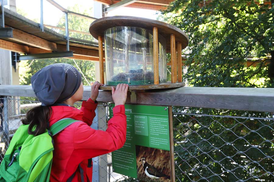 Kinder-lernen-auf-Baumwipfelpfad