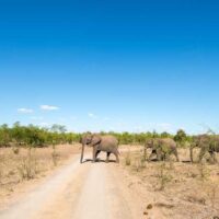 krueger-nationalpark-elefant