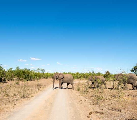 krueger-nationalpark-elefant