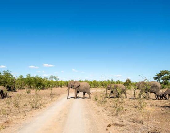 krueger-nationalpark-elefant