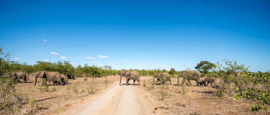 krueger-nationalpark-elefant