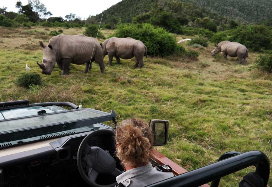 krueger-nationalpark-nashorn