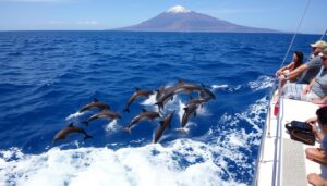 Delfine vor der Küste Teneriffas während einer Bootstour