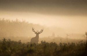 tiere-in-freier-natur-beobachten