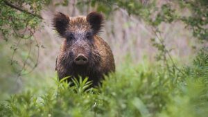 wildschwein-beobachten
