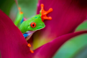 froesche-costa-rica