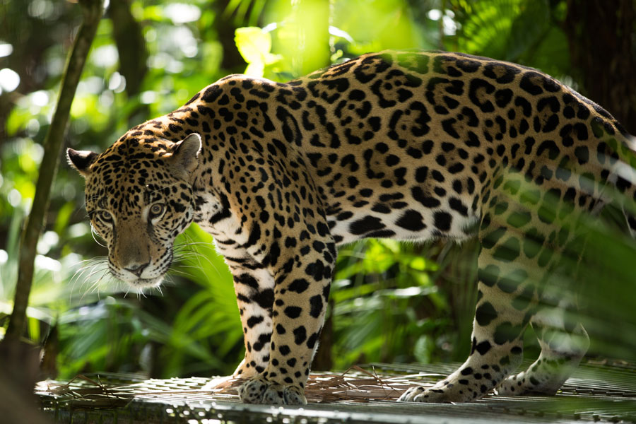 jaguar