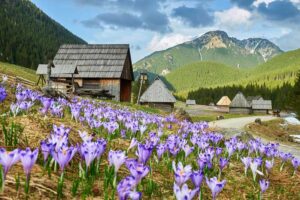 tatra
