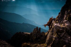 tierwelt-hohe-tartra