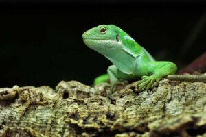 Fiji-Bindenleguan