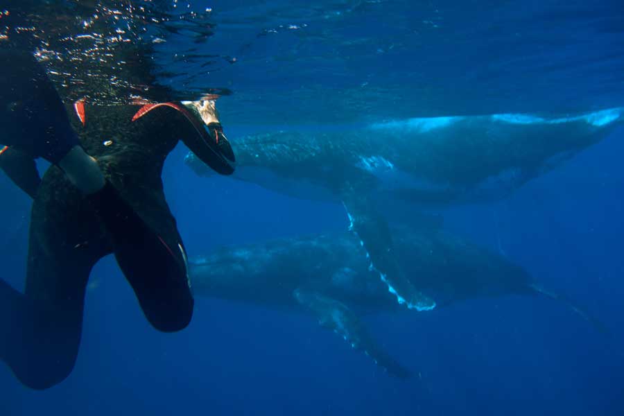 walbeobachtung-auf-tonga