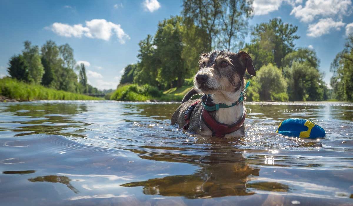 Urlaub-mit-Hund-am-See--die-besten-Regionen