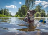Urlaub-mit-Hund-am-See--die-besten-Regionen
